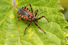 Rhynocoris iracundus