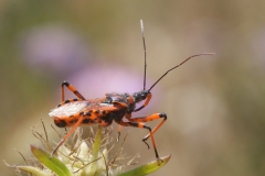Rhynocoris iracundus