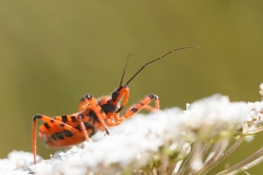 Rhynocoris iracundus