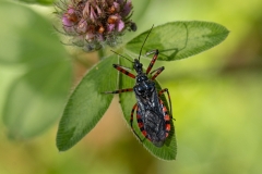 Sphedanolestes cingulatus