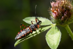 Sphedanolestes cingulatus