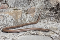 Anguis veronensis