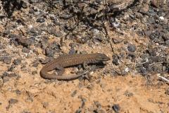 Gallotia atlantica mahoratae