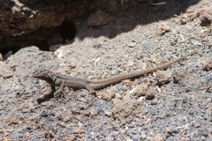 Gallotia caesaris
