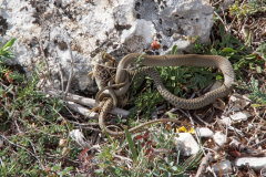 Hierophis viridiflavus