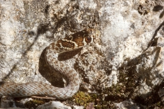 Hierophis viridiflavus