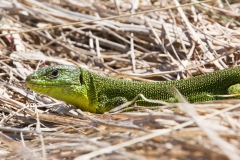 Lacerta bilineata