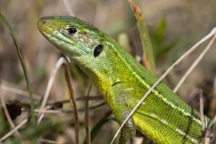 Lacerta bilineata