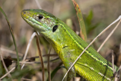 Lacerta bilineata
