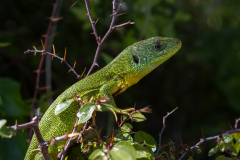 Lacerta bilineata