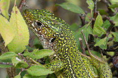 Lacerta bilineata
