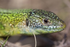 Lacerta bilineata