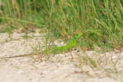 Lacerta bilineata