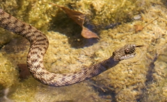 Natrix tessellata