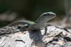 Podarcis siculus