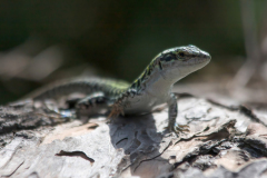 Podarcis siculus