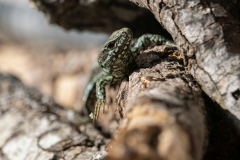Podarcis muralis