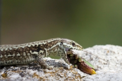 Podarcis muralis