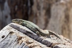 Podarcis muralis