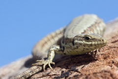 Podarcis muralis