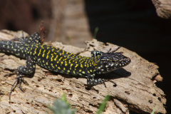 Podarcis muralis nigriventis
