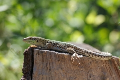 Podarcis siculus