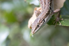 Podarcis siculus