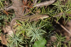 Podarcis siculus