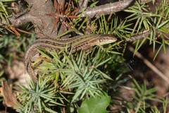 Podarcis siculus