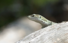 Podarcis siculus sanctinicolai