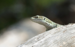 Podarcis siculus sanctinicolai
