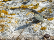 Podarcis siculus sanctinicolai