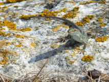 Podarcis siculus sanctinicolai