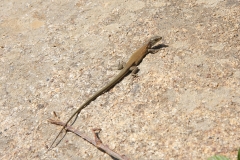 Podarcis siculus tyrrhenica