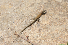 Podarcis siculus tyrrhenica