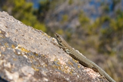Podarcis siculus tyrrhenica