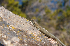 Podarcis siculus tyrrhenica