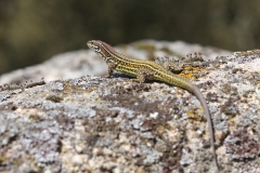 Podarcis tiliguerta