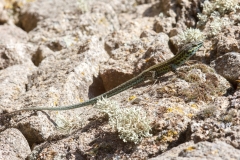 Podarcis tiliguerta