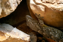 Tarentola mauritanica