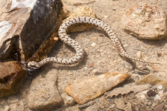 Vipera aspis