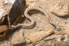Vipera aspis