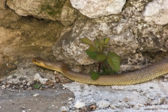 Zamenis longissimus