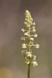 Reseda lutea