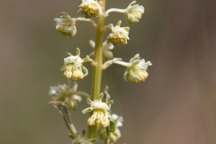 Reseda lutea