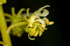 Reseda lutea