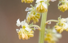 Reseda lutea