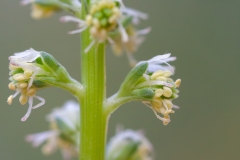 Reseda luteola