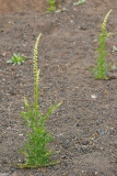 Reseda luteola