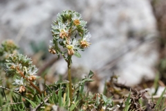 Reseda phyteuma
